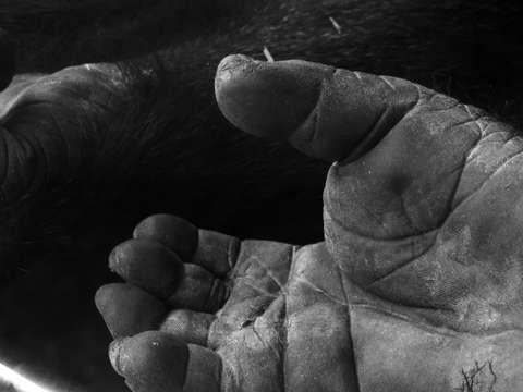 Gorilla close up one