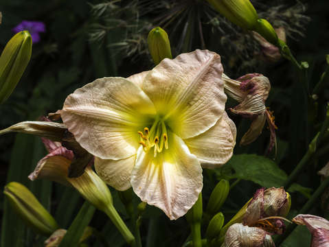 Lily 5