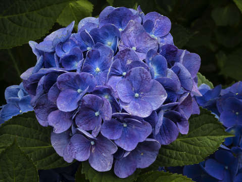 Deep purple