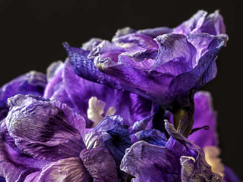 Delphinium 2