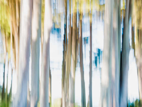 Moving trees iii 30 45 12723