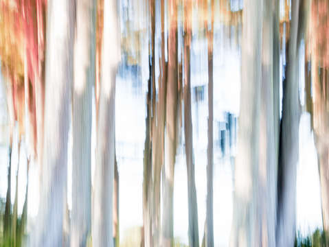 Moving trees iii 30 45 pantone strawberry ice 1272