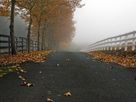 Fenced road