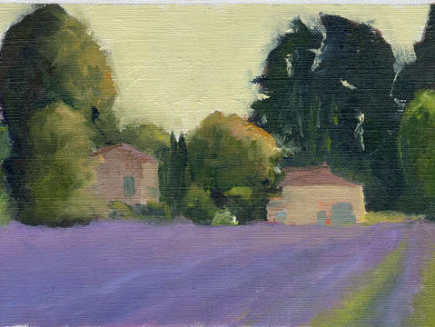 Lavender fields
