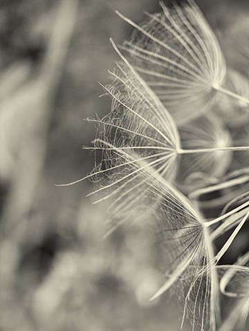 Filament iii