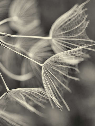 Filament iv