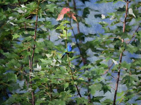 Bluebird on silk