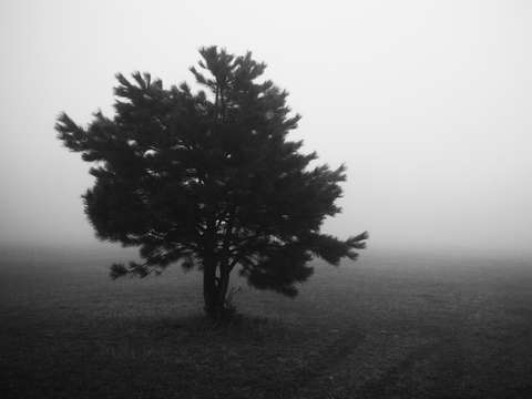 Morning Fog in Evergreen