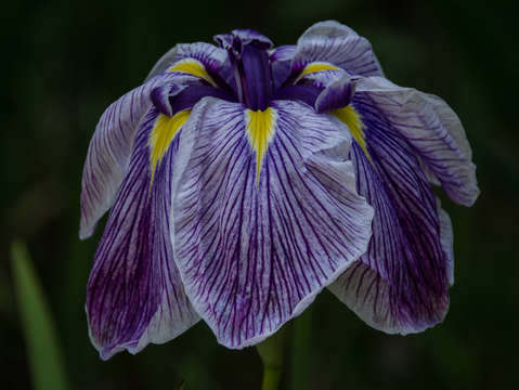 Japanese iris