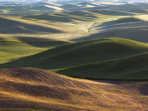 Brown green