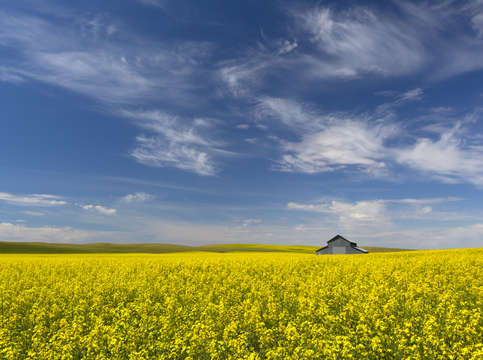 Canola field