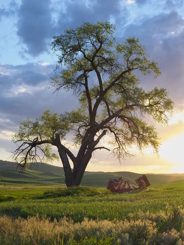Cottonwood sunset