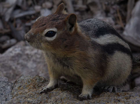 Hungry chipmunk