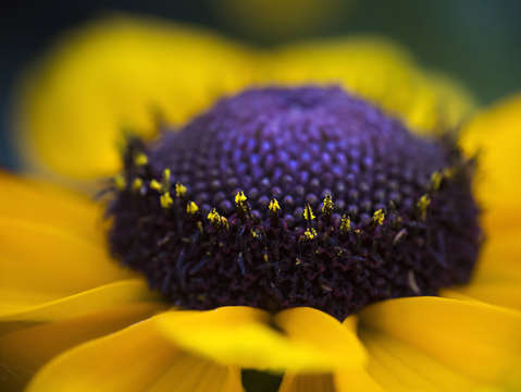 Wild rudbeckia