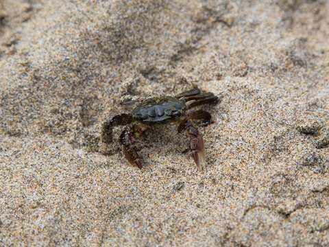 Crab at half moon bay