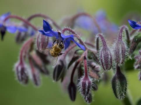 Bee in flower