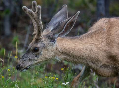 Mule deer in yellowstone
