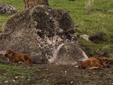 Bison calves
