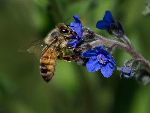 Bee on Blue Flower