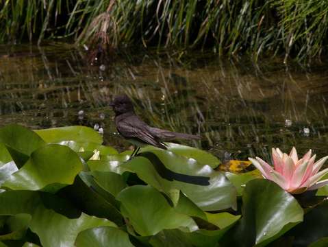Bird on lilypad