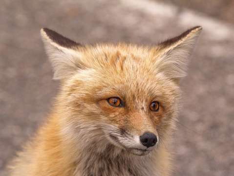 Red Fox in Yellowstone