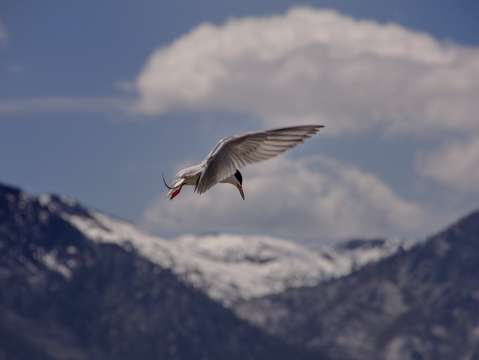 Bird fishing in lake tahoe