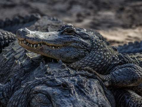 Alligators sunbathing
