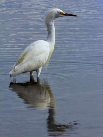 Great egret reflection
