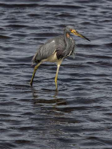 Great blue heron
