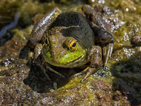 Frog hiding in pond