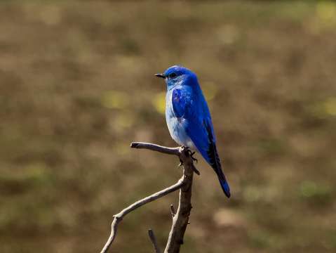 Blue bird