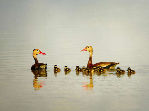 Whistling ducks