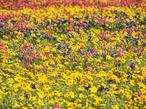 Colorful blanket