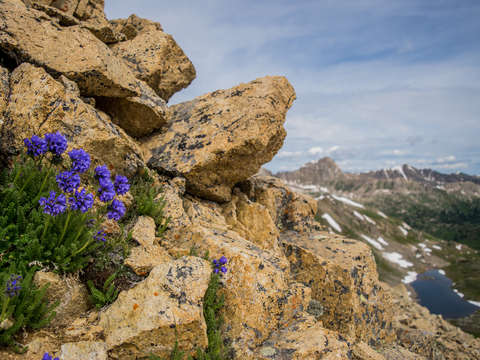 Alpine Flowers