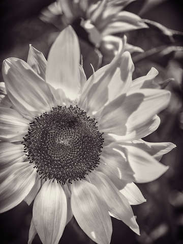 Sun grass