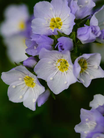 Jacob's Ladder 2