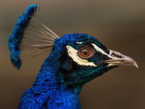 Indian peacock