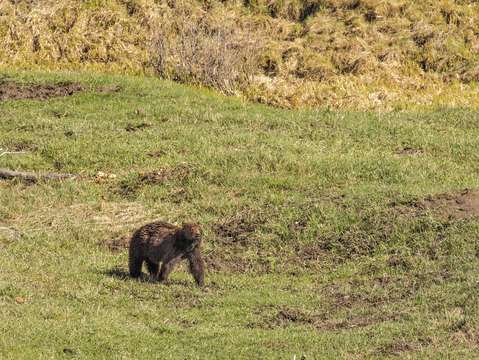 Grizzly bear in yellowstone