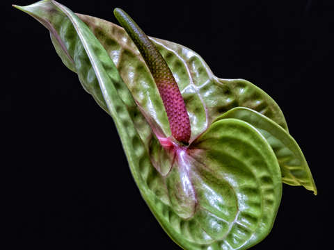 Anthurium