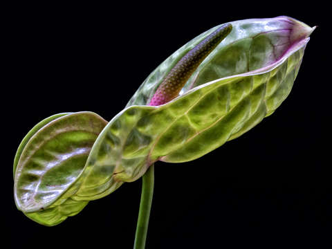 Anthurium 2