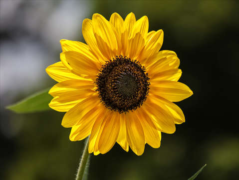 Sunflower 6