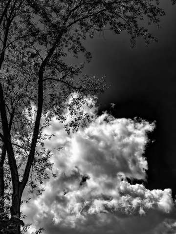 Clouds and trees