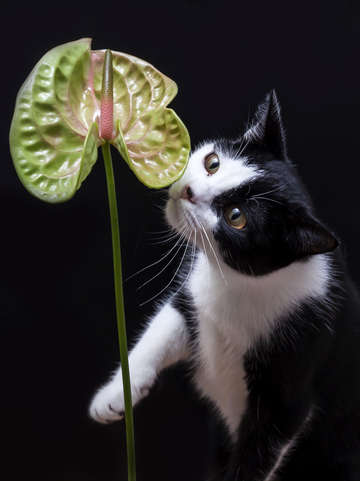 The cat in the studio 2