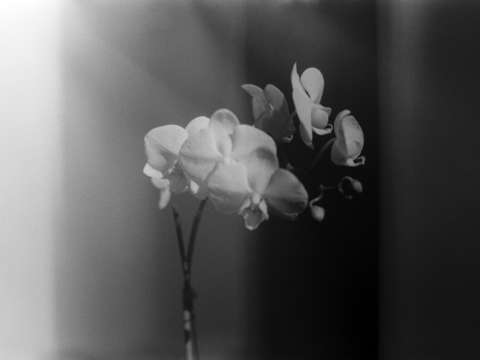 Orchid 2