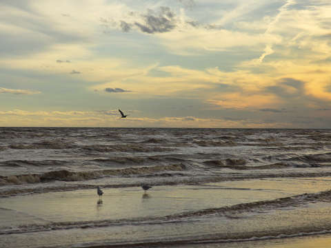 Two gulls and heron sunset