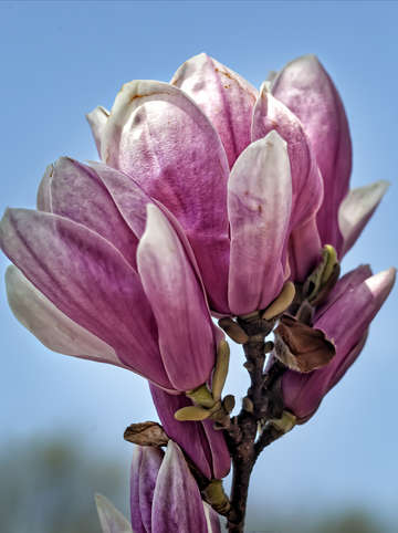 Magnolia 8