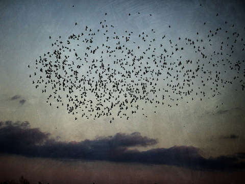 Swarm of redwings