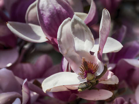 Magnolia 9