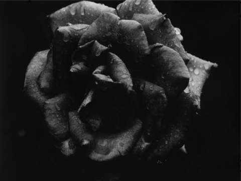 Black rose 2