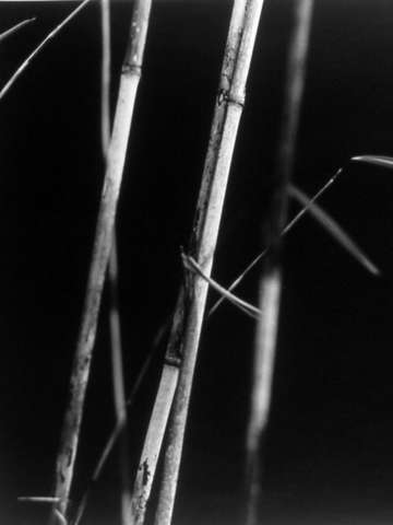 Blue bamboo